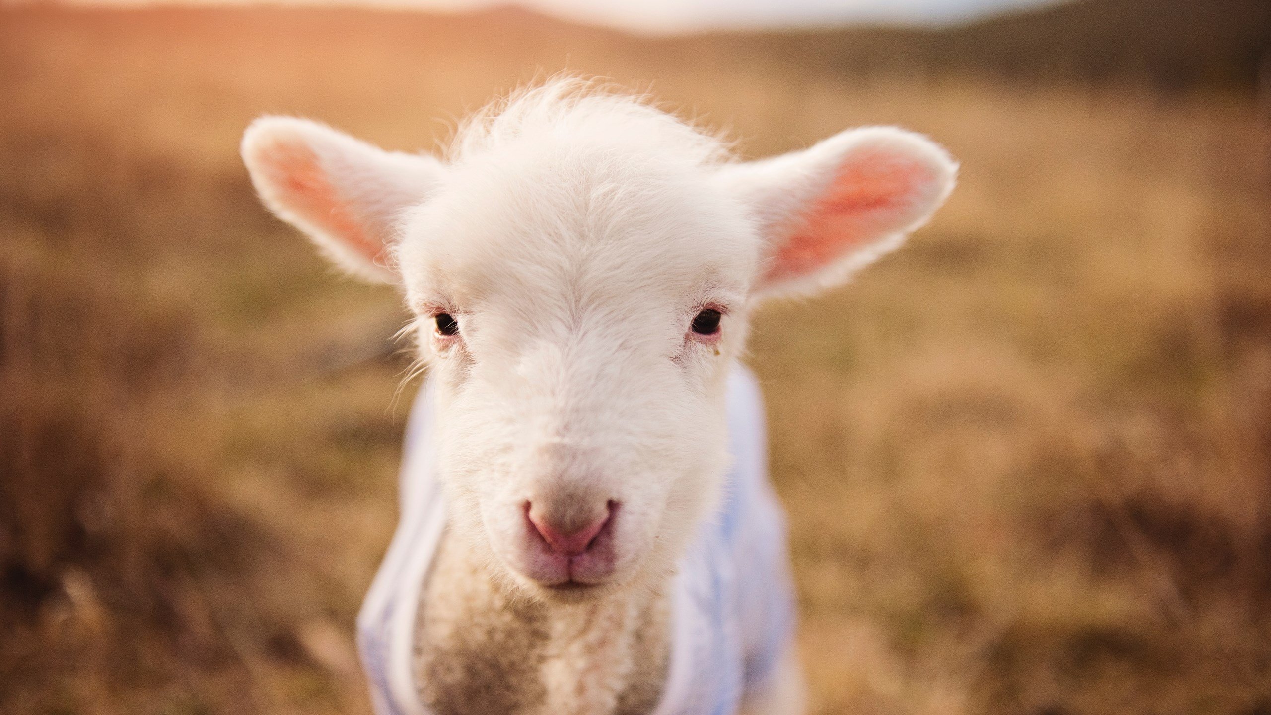 男队、女队并行，英格兰橄榄球全面发力，英格兰橄榄球联赛