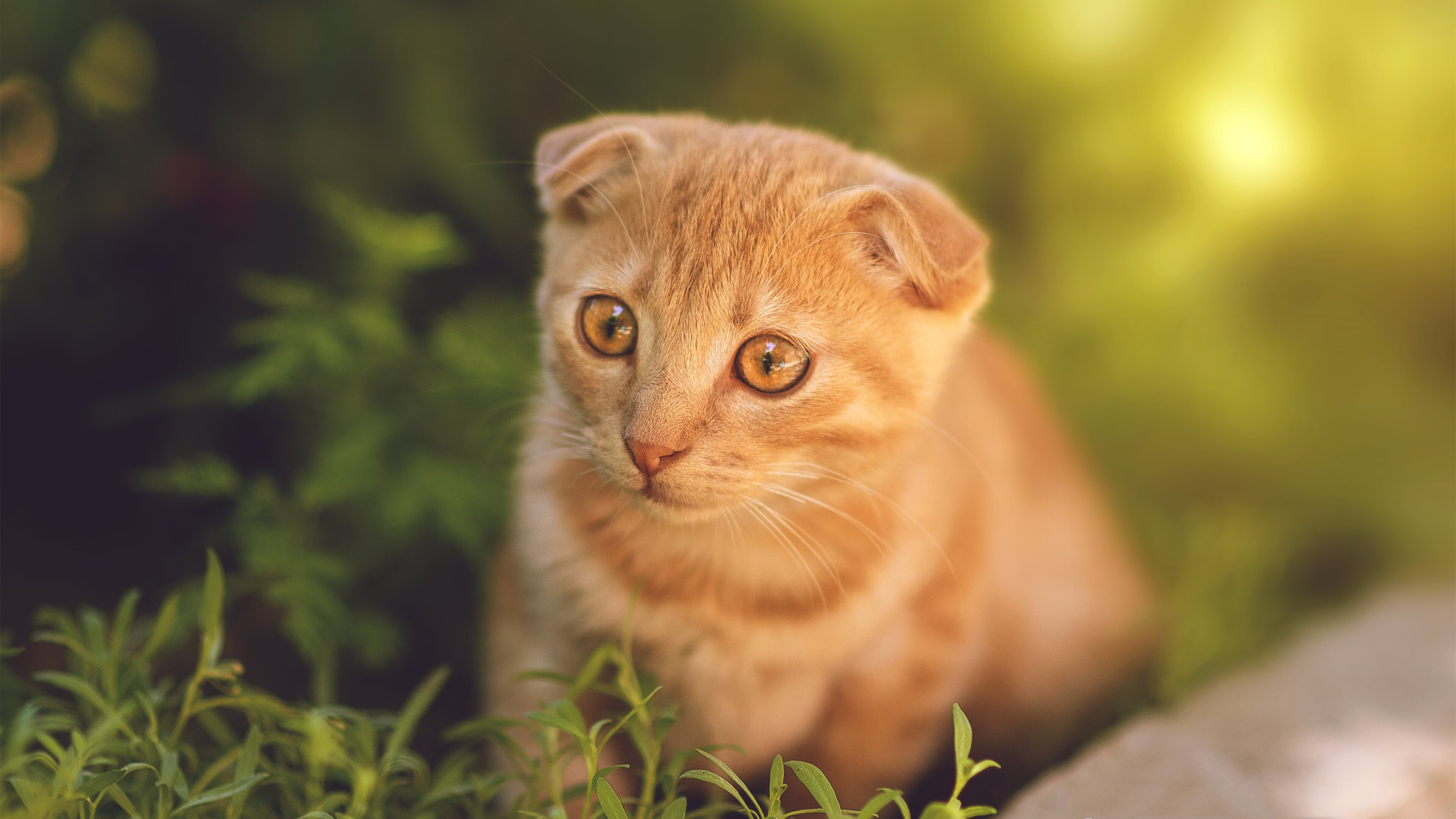 职业联赛推动球员社会责任教育树立良好形象，职业球员的素养